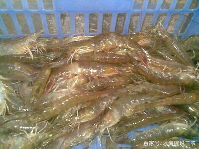 魚蝦混養模式,高效的水產養殖模式,該注意哪些方面
