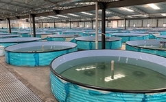 草魚養殖技術