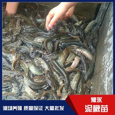 永城市豫永水產品養殖專業合作社
